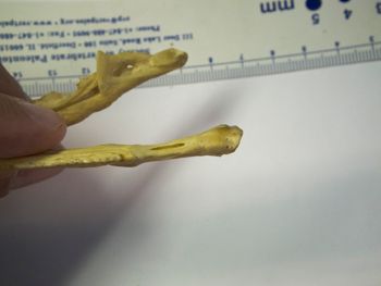 Media type: image;   Herpetology R-4702